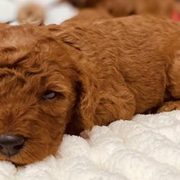 Goldendoodles from My Awesome Rover