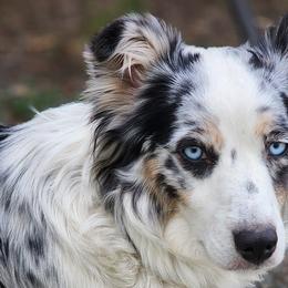Miniature American Shepherds from Blackjack Mini Aussies
