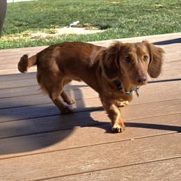 Dachshund All Grown Up from Mason Dixon Doxies