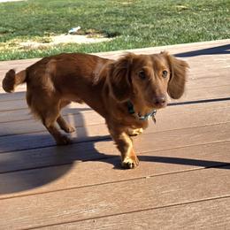 Dachshund All Grown Up from Mason Dixon Doxies
