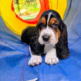 Fred 3000 - Black white and brown male Basset Hound puppy in Big Rapids, Michigan from Basket Hound Bassets