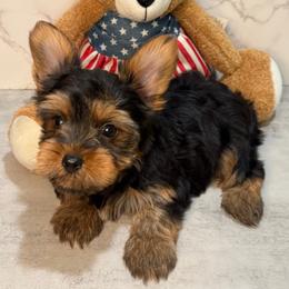 Kenneth - Black and gold male Yorkshire Terrier puppy in Maple Heights, Ohio from Yorkiesllc