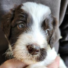 Garnet - White and black female Bordoodle puppy in New Oxford, Pennsylvania from The Weekend Farm