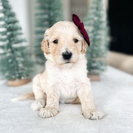 Cabbage Patch - Cream female Goldendoodle puppy in Sterling, Illinois from Charley's Goldendoodles