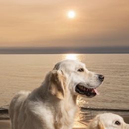 Rukah - Golden Retriever