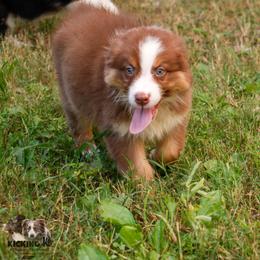 RTF 2 - Red tri-color female Australian Shepherd puppy in Rutledge, Tennessee from Kicking K Australian Shepherds