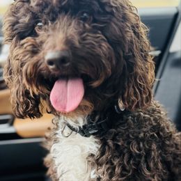 Memphis - Cockapoo