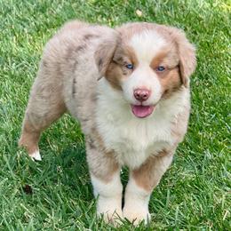Flame - Red merle male Australian Shepherd puppy in California from Eagle River Aussies