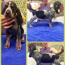 Birch - Blue ticked and tan male Bluetick Coonhound puppy in Cherryville, North Carolina from Evenstar-WesRidge Bluetick Hounds