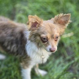 Rhys - Chihuahua