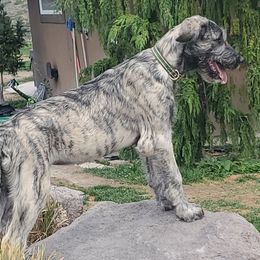 Irish Wolfhound puppies from Hidden Hollow Wolfhounds
