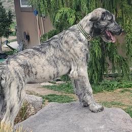 Irish Wolfhound puppies from Hidden Hollow Wolfhounds