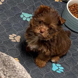 Amaya - Chocolate, tan and white female Yorkshire Terrier puppy in Georgia from Berggipfel Yorkies