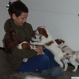 Clumber Spaniel and Irish Red and White Setter Puppies from NyaStar & Chequamegon
