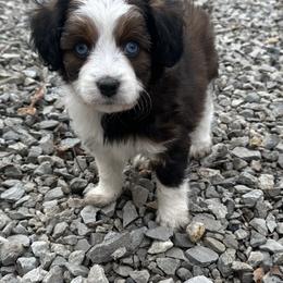 Girl 2 - Red tri-color female Aussiedoodle puppy in Hillsboro, Illinois from Perfect Paws Puppies