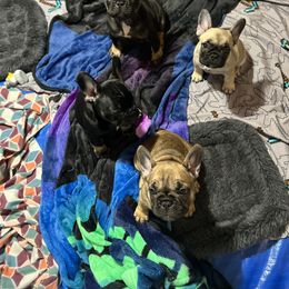 French Bulldog Puppies from Stratton Kennel