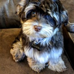 Havanese Puppies from Homeward Havanese, LLC