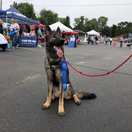 German Shepherd puppies from Honeycutt Haus Shepherds