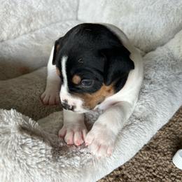 George - White black and tan male Rat Terrier puppy in Canandaguia, New York from Mary ann Whipple's Old Dominion Terriers