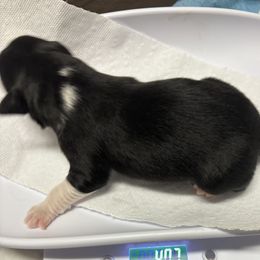 Australian Shepherd Puppies from francoise Long