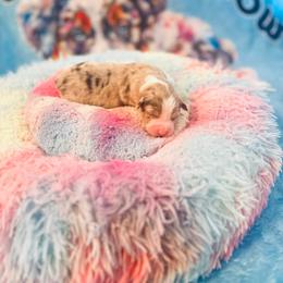 Sugar - Red merle female Australian Shepherd puppy in Williston, Florida from Over The Rainbow Aussies