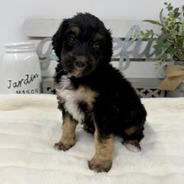 Snickerdoodle - Phantom female Bernedoodle puppy in Hegins, Pennsylvania from Bubbling Springs Doodles, LLC