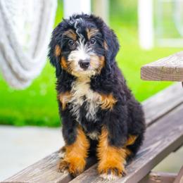 Pogo (socialization program grad) - Tri-color male Bernedoodle puppy in Dundee, Ohio from Down Home Doodle