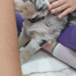 Brownie - Blue merle male Miniature Australian Shepherd puppy in Pocahontas, Arkansas from Melissa's Mini Aussies