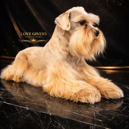 Sunny - Miniature Schnauzer