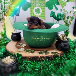 Maltese and Yorkshire Terrier Puppies from Tampa Teacup Puppies