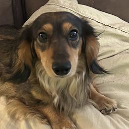 Dachshunds from Dirksen Doxies