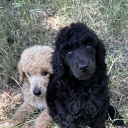 Poodle Puppies from Jaycee's Puppies