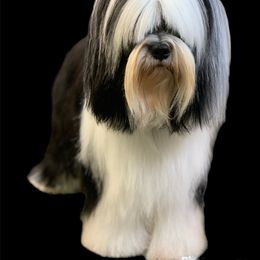 Zara - Tibetan Terrier