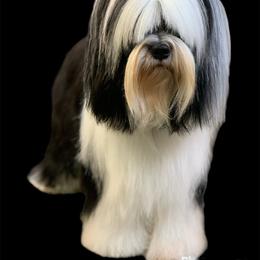 Zara - Tibetan Terrier