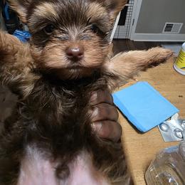 Chocolate Male - Chocolate and tan male Yorkshire Terrier puppy in Jonesboro, Georgia from Kalynn's Kuties