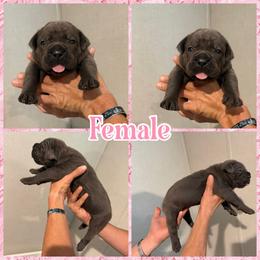 Lola - Gray female Cane Corso puppy in Hallettsville, Texas from Gladiator Acres