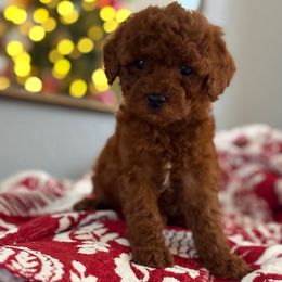 Bandit - Red  male Goldendoodle puppy in Brooksville, Florida from Abby’s Standard Goldendoodles