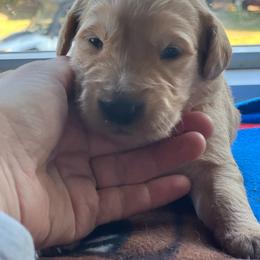 Girl 4 - Golden female Golden Retriever puppy in Princeton, Minnesota from North Country Goldens