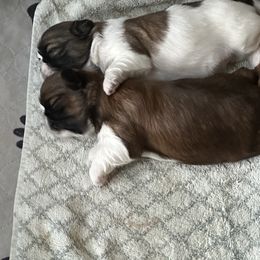 Shih Tzu Puppies from Chrysanthemum Creek