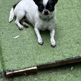 Freckles - Chihuahua