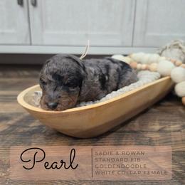 White - Merle female Goldendoodle puppy in West Chester, Ohio from Doodles of West Chester