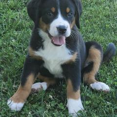 Greater Swiss Mountain Dogs and Labrador Retrievers from Donough Haven Labradors and GSMD