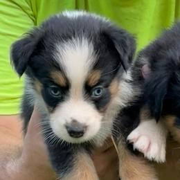 Tater tot - Black tri-color female Australian Shepherd puppy in Altmar, New York from E&C Australian Shepherds