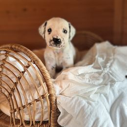 Female picking spot 1 - White and liver brown female Dalmatian puppy in Hawkins, Texas from Snow Dalmatians