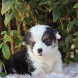 Brody - Black and tan male Pembroke Welsh Corgi puppy in Caliente, California from Rafter Cross 7