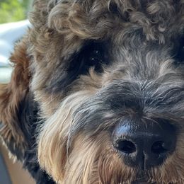 Cavapoos, Poodles, and Springerdoodles from Sugarland Puppies