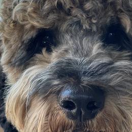 Cavapoos, Poodles, and Springerdoodles from Sugarland Puppies