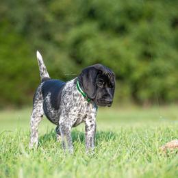 German Shorthaired Pointer and Vizsla Puppies from Nosam Kennels