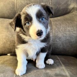Spike - White and blue male Border Collie puppy in Hartsville, South Carolina from Wiggles 4 Life