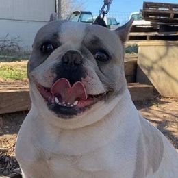 French Bulldogs from TLC Frenchies